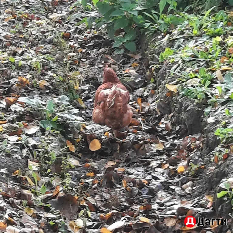 продажа участка дербент